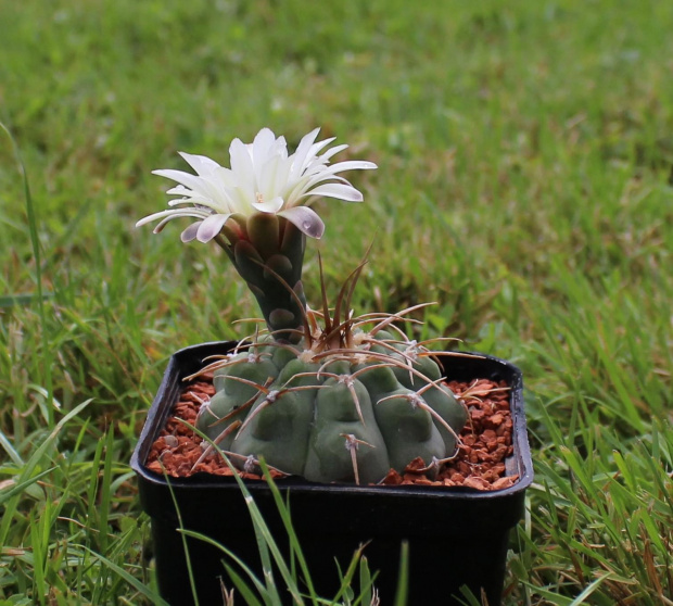 Gymnocalycium spec. Tel de Telaritos