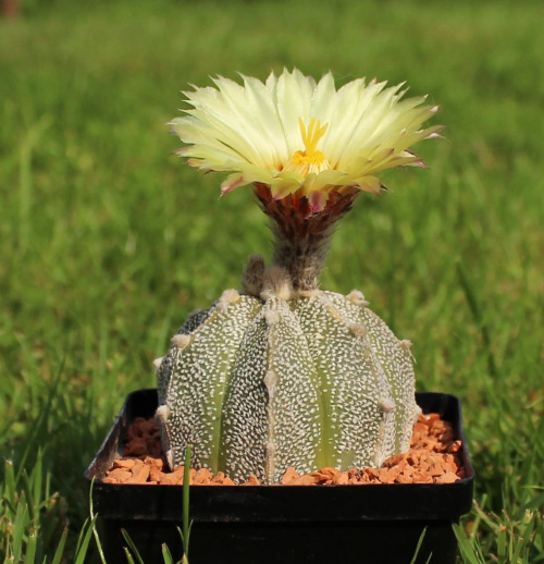 Astrophytum hydr.