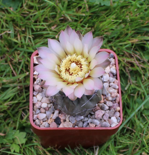 Gymnocalycium chubutense JPR 68/154