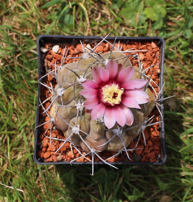 Gymnocalycium glaucum STO 767