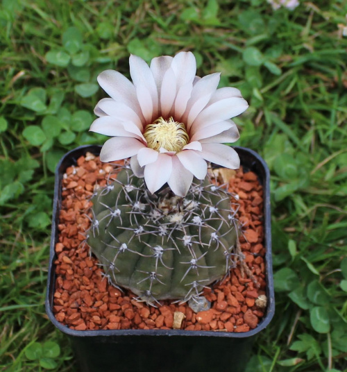 Gymnocalycium spec.