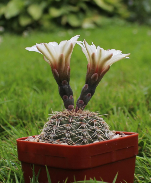 Gymnocalycium stellatum JO 871.01