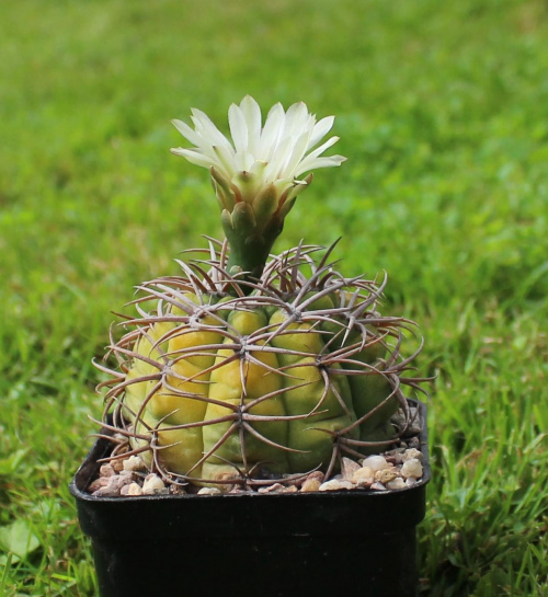 Gymnocalycium spec.