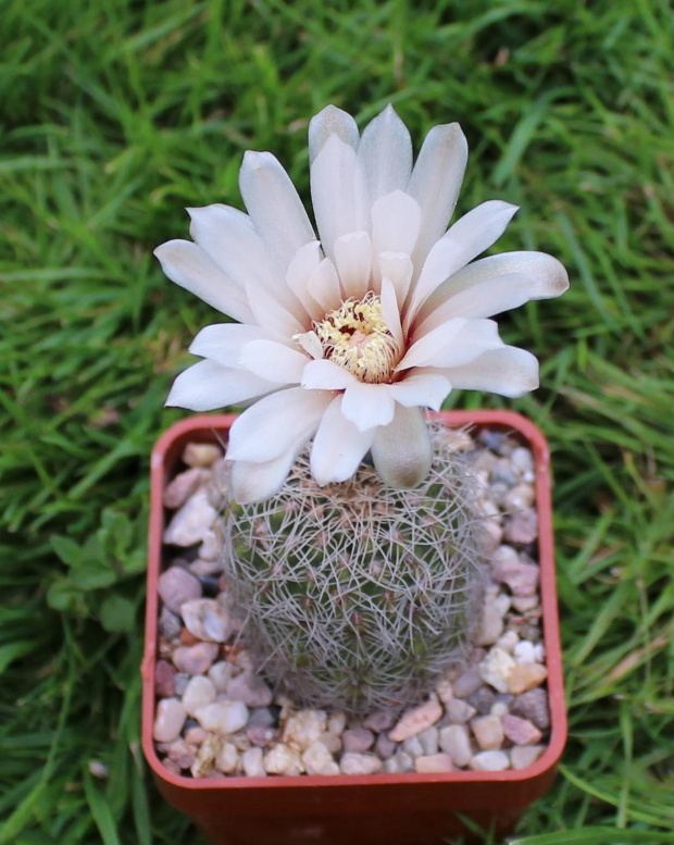 Gymnocalycium papschii VS 160