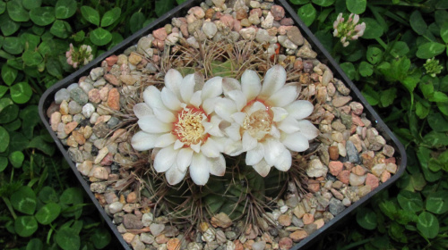 Gymnocalycium capillaense BKS 151