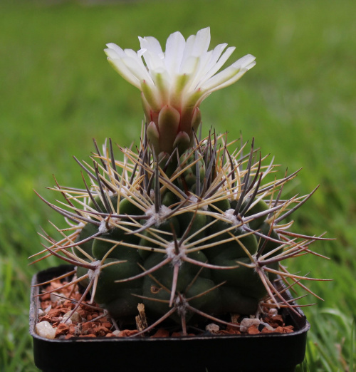 Gymnocalycium bicolor KL 277