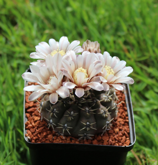 Gymnocalycium stellatum VS 140