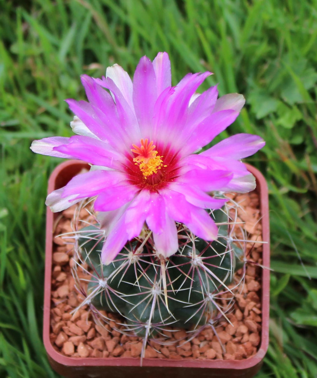 Thelocactus bicolor, Wagneri Paila