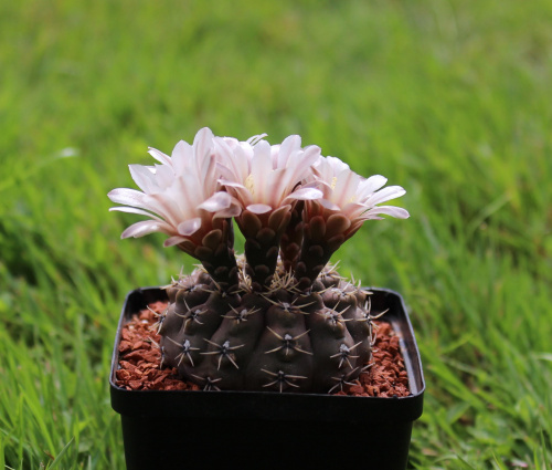 Gymnocalycium stellatum VS 140