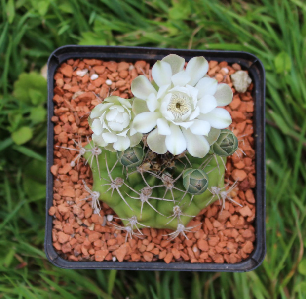 Gymnocalycium damsii