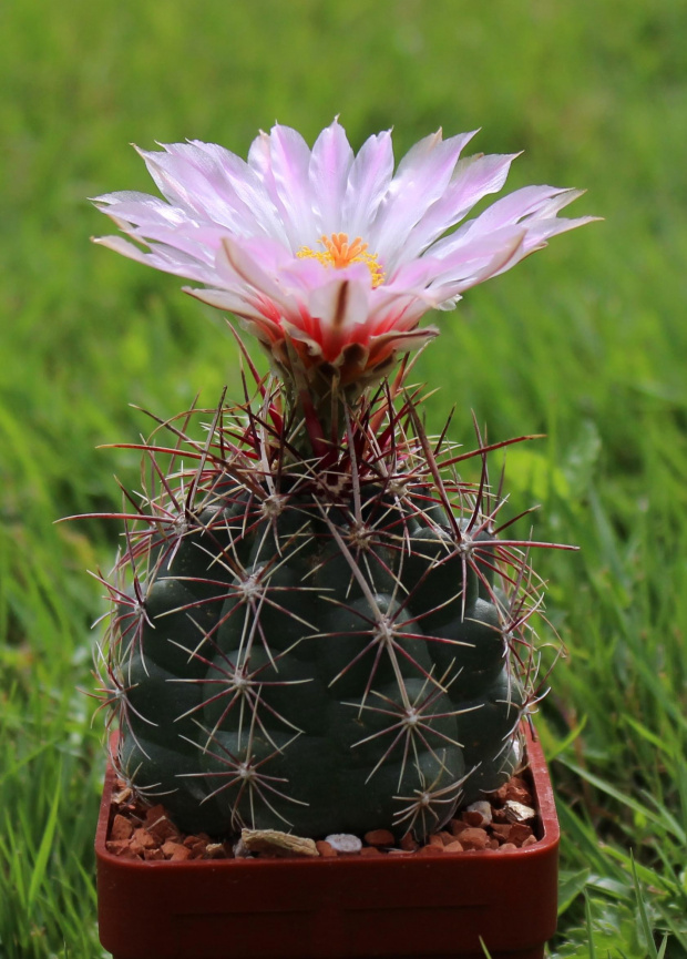 Thelocactus bicolor SB 424