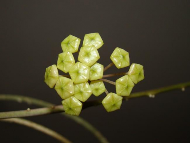 Hoya Metallica