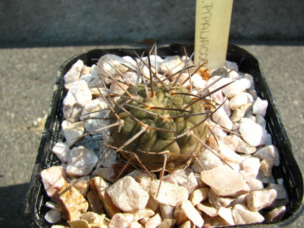 Gymnocalycium riojense v. pipanacoense LF 36