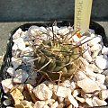 Gymnocalycium riojense v. pipanacoense LF 36