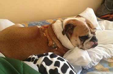 zlot buldogów angielskich. Fioletowe forum buldog-angielski.org.pl #BuldogAngielski #buldogi #FioletoweForum #zlot #Zlot2013