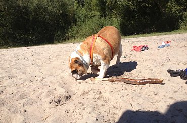 zlot buldogów angielskich. Fioletowe forum buldog-angielski.org.pl #BuldogAngielski #buldogi #FioletoweForum #zlot #Zlot2013