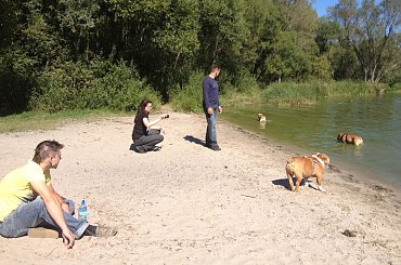 zlot buldogów angielskich. Fioletowe forum buldog-angielski.org.pl #BuldogAngielski #buldogi #FioletoweForum #zlot #Zlot2013