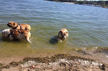 zlot buldogów angielskich. Fioletowe forum buldog-angielski.org.pl #BuldogAngielski #buldogi #FioletoweForum #zlot #Zlot2013