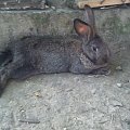 królik #króliki