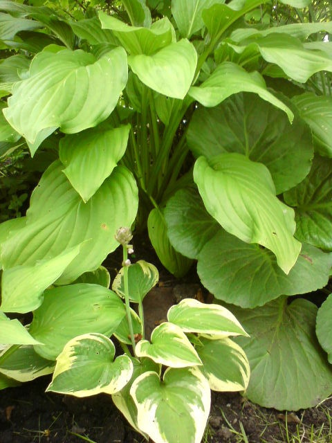 hosta