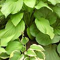 hosta