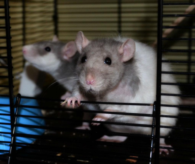 Moje Ciuraski - wrzesień 2013