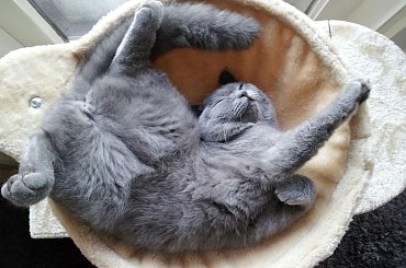 #Abby #brytyjczyk #brytyjski #kot #kotek #misiek