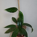 Hoya finlaysonii