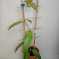 Hoya parasitica Lao B
