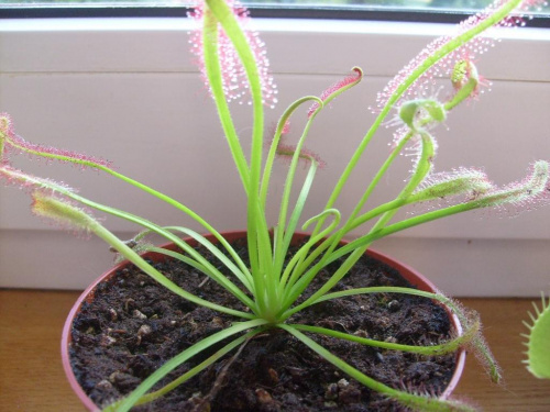 drosera capensis 'regular form' #rośliny