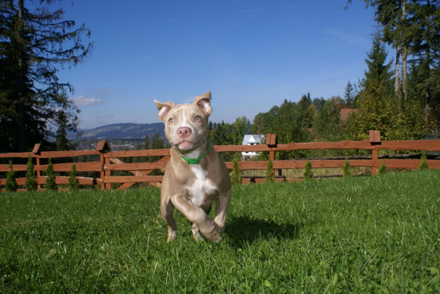 La Luna #PitBull