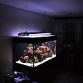 reef tank
