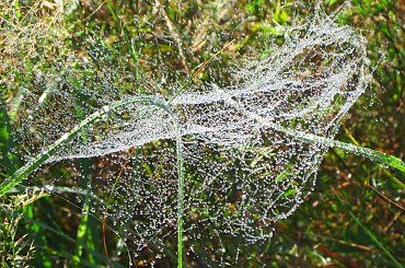 Pajęczyna #Przyroda #pająk #pajęczyna