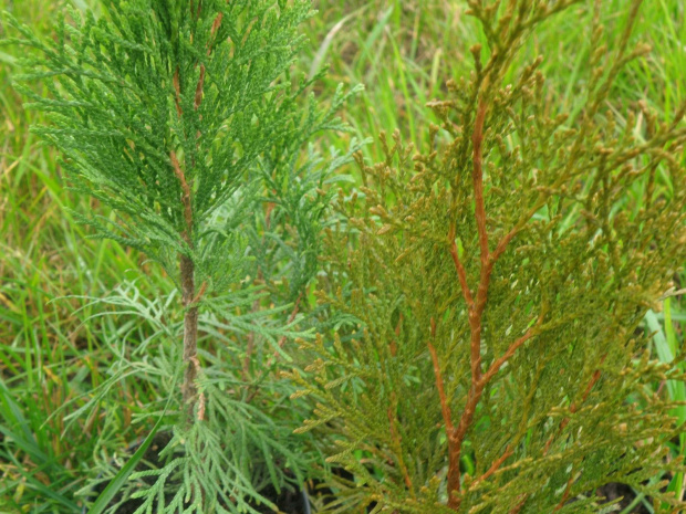 thuja