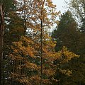 Jesień #drzewa #grzyby #jesień #katowice #las #park #woda