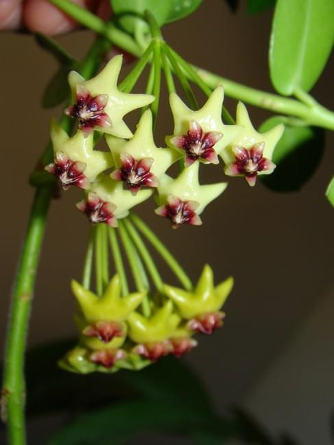 Hoya cumingiana & densifolia