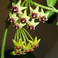 Hoya cumingiana & densifolia