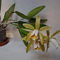 Cattleya forbesii