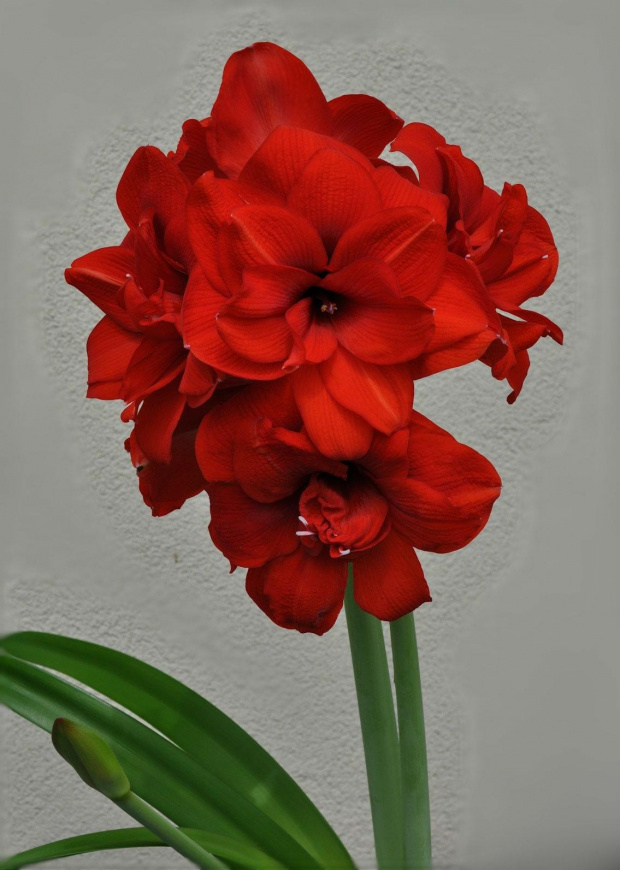 amarylis