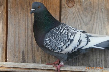 Rysie Polskie #gołębie #rysie #zwierzęta