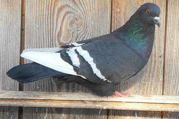 Rysie Polskie #gołębie #rysie #zwierzęta