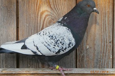 Rysie Polskie #gołębie #rysie #zwierzęta