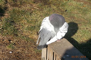 Rysie Polskie #gołębie #rysie #zwierzęta