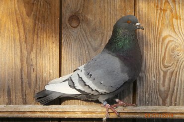 Rysie Polskie #gołębie #rysie #zwierzęta