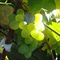 Bezpestkowy winogron