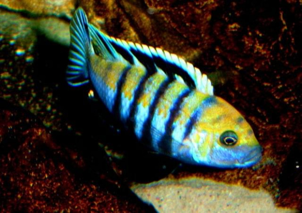 Cynotilapia afra Cobue