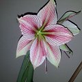 Hippeastrum Exotic Star