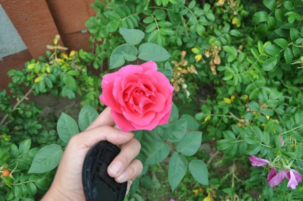 #róża #różowa