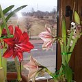 hippeastrum