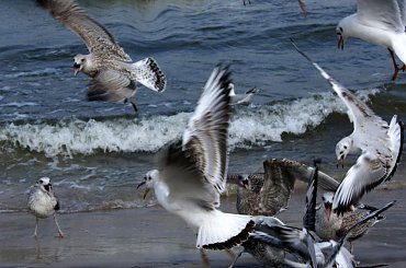 Mewy walczące o każdy rzucony im kawałek chleba #Bałtyk #mewy #ptaki
